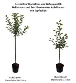 Rubinola Ⓢ Malus Domestica `Rubinola´ -Pflanzenhof 0 Baumformen Buschbaum und HalbstammPmoGWDCbpbiPc