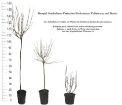Tatjana, Grün, Fast Stachellos Ribes Uva-crispa `Tatjana´ 9 Tatjana, Grün, Fast Stachellos Ribes Uva-crispa `Tatjana´ -Pflanzenhof 1 Beispiel Stachelbeeren Wuchsformen5728MZOmFH4CB