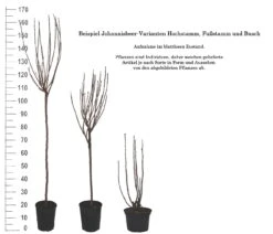 Rolan Ribes Rubrum `Rolan´ 11 Rolan Ribes Rubrum `Rolan´ -Pflanzenhof 1Beispiel Johannisbeere WuchsformenubMxZbmWVRpso