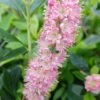Zimterle - Clethra Clethra Alnifolia 2 Zimterle - Clethra Clethra Alnifolia -Pflanzenhof 20170802 130016
