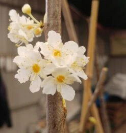 Aprimira Prunus Domestica Subsp. Syriaca `Aprimira´ -Pflanzenhof 20180404 175702