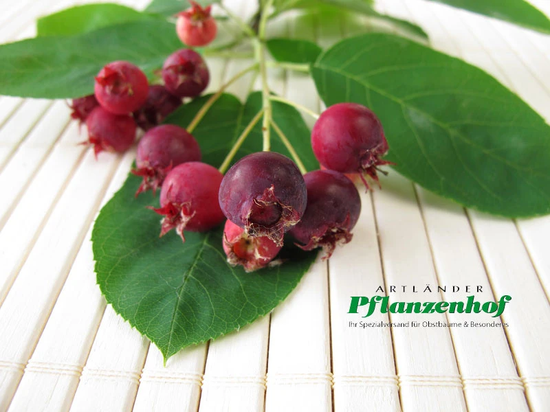 Felsenbirne Ballerina- Aufrecht Wachsend Amelanchier Laevis `Ballerina´ 3 Felsenbirne Ballerina- Aufrecht Wachsend Amelanchier Laevis `Ballerina´