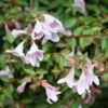 Abelie `Pinky Bells®´ Abelia Grandiflora 1 Abelie `Pinky Bells®´ Abelia Grandiflora -Pflanzenhof Abelia Pinky Bells