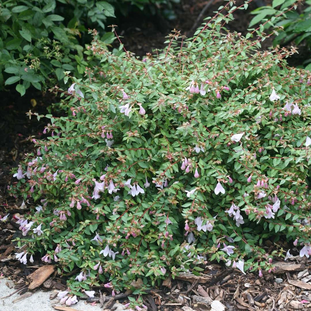 Abelie `Pinky Bells®´ Abelia Grandiflora 4 Abelie `Pinky Bells®´ Abelia Grandiflora – Bild 2