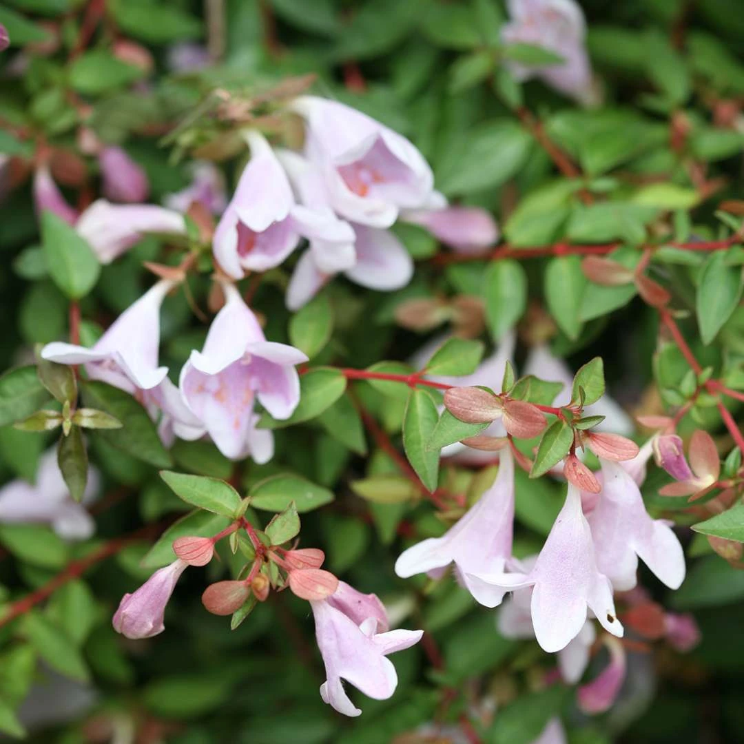 Abelie `Pinky Bells®´ Abelia Grandiflora 3 Abelie `Pinky Bells®´ Abelia Grandiflora