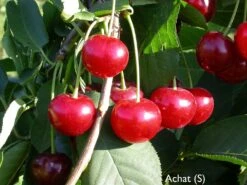 Pflanzenhof 23 Achat Ⓢ Prunus Cerasus `Achat´