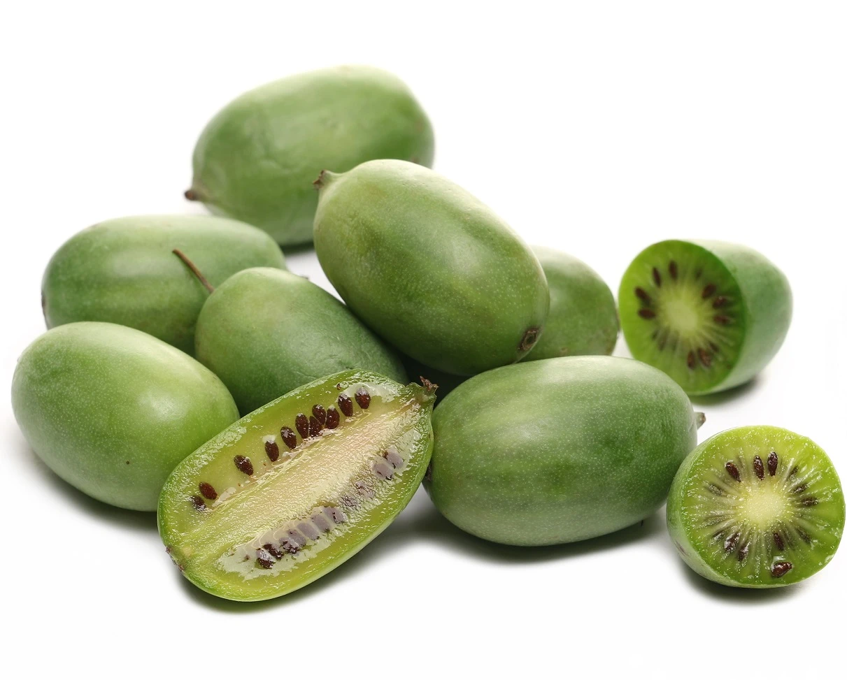 Großrüchtige Bayern-Kiwi `Super Jumbo´ Actinidia Arguta `Super Jumbo´ 3 Großrüchtige Bayern-Kiwi `Super Jumbo´ Actinidia Arguta `Super Jumbo´