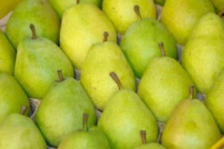 Pflanzenhof -Pflanzenhof Alexander Lucas 2