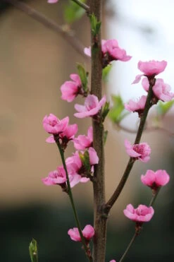 Säulen-Nektarine `Alice Col´ Ⓢ Prunus Nucipersica `Alice Col´ 8 Säulen-Nektarine `Alice Col´ Ⓢ Prunus Nucipersica `Alice Col´ -Pflanzenhof Alice Col Bl te