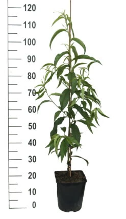 Säulen-Nektarine `Alice Col´ Ⓢ Prunus Nucipersica `Alice Col´ 9 Säulen-Nektarine `Alice Col´ Ⓢ Prunus Nucipersica `Alice Col´ -Pflanzenhof Alice Col weiss