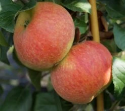 Pflanzenhof -Pflanzenhof Alkmene 2