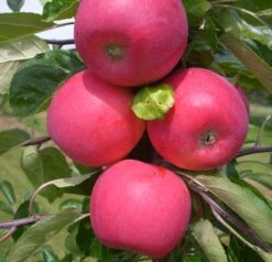 Pflanzenhof 29 Allegro Ⓢ Malus Domestica