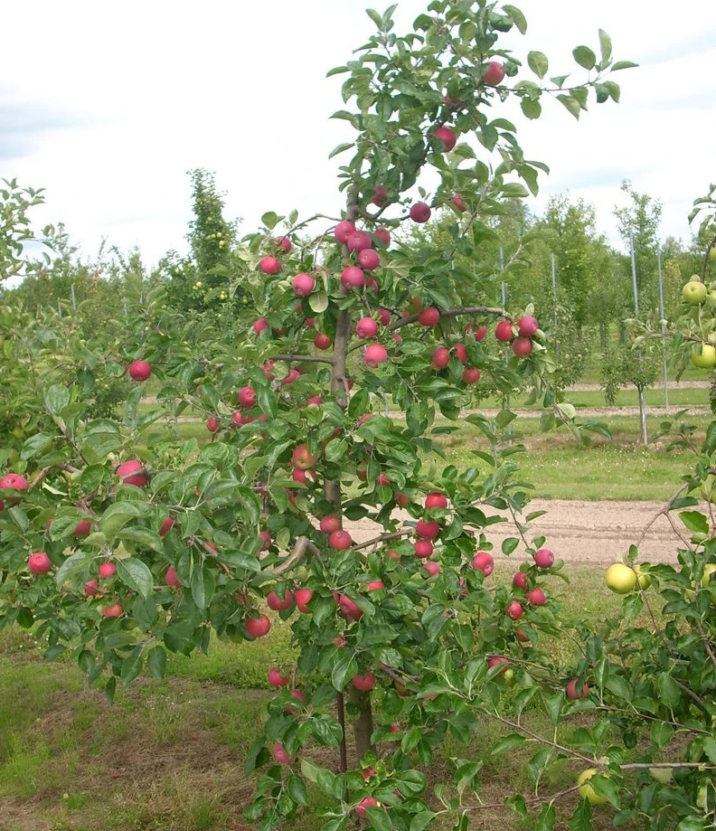 Allegro Ⓢ Malus Domestica 4 Allegro Ⓢ Malus Domestica – Bild 2