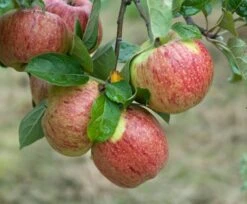 Pflanzenhof 33 Altländer Pfannkuchenapfel Malus Domestica `Altländer Pfannkuchenapfel´