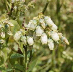 Bestseller -Pflanzenhof Ama Heidelbeere Bl te