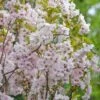 Säulenzierkirsche `Amanogawa´ Prunus Serrulata `Amanogawa´ 1 Säulenzierkirsche `Amanogawa´ Prunus Serrulata `Amanogawa´ -Pflanzenhof Amanogawa