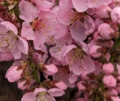 Zwergpfirsich `Amber® Pix ZeeⓈ´ Prunus Persica 9 Zwergpfirsich `Amber® Pix ZeeⓈ´ Prunus Persica -Pflanzenhof Amber Pix Zee