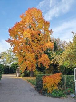 Pflanzenhof -Pflanzenhof Amberbaum