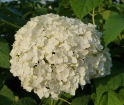 Garten-Hortensie `Incrediball®´ Hydrangea Arborescens 9 Garten-Hortensie `Incrediball®´ Hydrangea Arborescens -Pflanzenhof Anabelle Hortensie