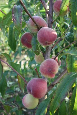 Pfirsich Anneliese Rudolph Prunus Persica `Anneliese Rudolph´