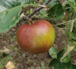 Pflanzenhof 43 Antonowka Malus Domestica `Antonowka´