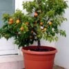 Zwerg-Aprikose `Garden Aprigold® ´ Prunus Armeniaca `Garden Aprigold´ 1 Zwerg-Aprikose `Garden Aprigold® ´ Prunus Armeniaca `Garden Aprigold´ -Pflanzenhof Aprigold