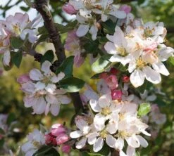 Säulenapfel Arbat ® Malus Domestica -Pflanzenhof Arbat Bl te