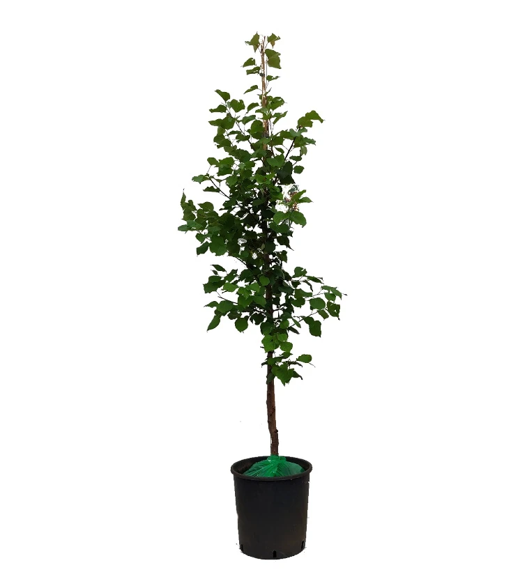 Säulen-Aprikose `Armi-Col´ 150-175cm Prunus Armeniaca `Armi-Col´ 4 Säulen-Aprikose `Armi-Col´ 150-175cm Prunus Armeniaca `Armi-Col´ – Bild 2