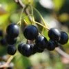 Aronia Aron - Großfrüchtige Apfelbeere Aronia Melanocarpa `Aron´ 1 Aronia Aron - Großfrüchtige Apfelbeere Aronia Melanocarpa `Aron´ -Pflanzenhof Aronia