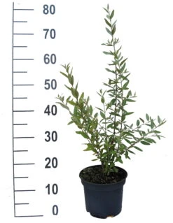 Silberblättrige Büffelbeere Sheperdia Argentea -Pflanzenhof B ffelbeere weiss