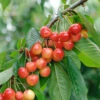 Büttner´s Rote Knorpelkirsche Prunus Avium `Büttner´s Rote Knorpelkirsche´ 1 Büttner´s Rote Knorpelkirsche Prunus Avium `Büttner´s Rote Knorpelkirsche´ -Pflanzenhof B ttners