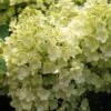 Rispenhortensie `Bobo®´ Hydrangea Paniculata `Bobo´ 1 Rispenhortensie `Bobo®´ Hydrangea Paniculata `Bobo´ -Pflanzenhof BOBO