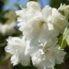 Bauern-Jasmin `Schneesturm´ Philadelphus Coronarius `Schneesturm´ 2 Bauern-Jasmin `Schneesturm´ Philadelphus Coronarius `Schneesturm´ -Pflanzenhof Bauern Jasmin Schneesturm 2
