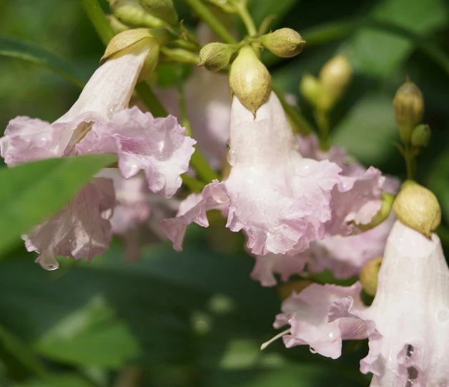Sommerglocke / Baumoleander `Summer Bells´ Chitalpa Tashkentensis `Summer Bells´ 3 Sommerglocke / Baumoleander `Summer Bells´ Chitalpa Tashkentensis `Summer Bells´