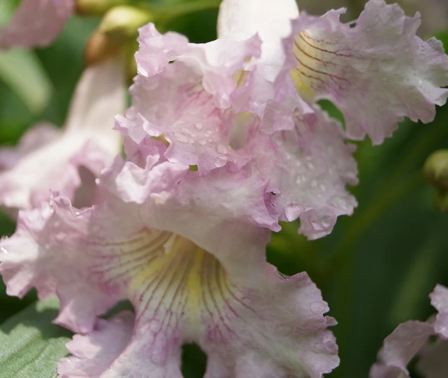 Sommerglocke / Baumoleander `Summer Bells´ Chitalpa Tashkentensis `Summer Bells´ 5 Sommerglocke / Baumoleander `Summer Bells´ Chitalpa Tashkentensis `Summer Bells´ – Bild 3