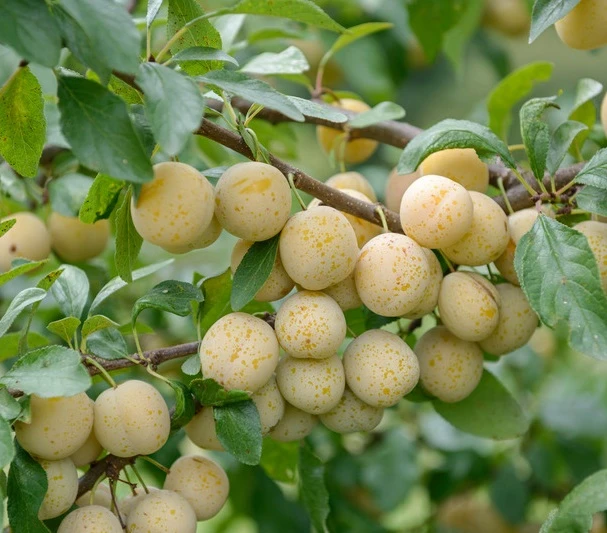 Mirabelle `Bellamira´ ® Prunus Domestica Subsp. Syriaca `Bellamira´ 2 Mirabelle `Bellamira´ ® Prunus Domestica Subsp. Syriaca `Bellamira´