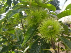 Esskastanie `Belle Epine´ Castanea Sativa `Belle Epine´ -Pflanzenhof Belle Epine