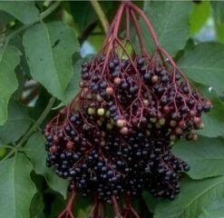 Holunder Haschberg Sambucus Nigra `Haschberg´ 11 Holunder Haschberg Sambucus Nigra `Haschberg´ -Pflanzenhof Bilder Green Base 075