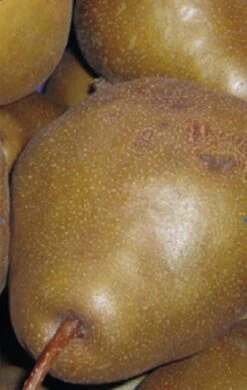 Uta Pyrus Communis `Uta´ 9 Uta Pyrus Communis `Uta´ -Pflanzenhof Birne UTA