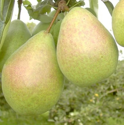 Zwergbirne `Luisa´ Pyrus Communis `Luisa´ 3 Zwergbirne `Luisa´ Pyrus Communis `Luisa´