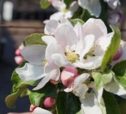 Holsteiner Cox Malus Domestica -Pflanzenhof Bl te Holst Cox