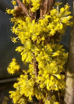 Bestseller -Pflanzenhof Bl te Jolico kornelkirsche