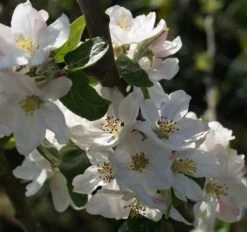 Prinz Albrecht Von Preußen Malus Domestica -Pflanzenhof Bl te Prinz Albrecht