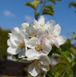 Zierapfel `Red Sentinel´ Malus `Red Sentinel´ 7 Zierapfel `Red Sentinel´ Malus `Red Sentinel´ -Pflanzenhof Bl te Red Sentinel