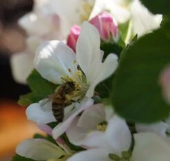 Säulenapfel `Rondo´ Malus Domestica `Rondo´ -Pflanzenhof Bl te Rondo mit Biene