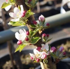 Pflanzenhof 5 Pflanzenhof -Pflanzenhof Bl te S ulenapfel