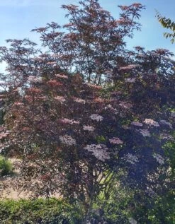 Holunder Black Lace ® Sambucus Nigra `Black Lace´ 13 Holunder Black Lace ® Sambucus Nigra `Black Lace´ -Pflanzenhof Blace Lace Strauch
