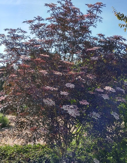 Holunder Black Lace ® Sambucus Nigra `Black Lace´ 7 Holunder Black Lace ® Sambucus Nigra `Black Lace´ – Bild 5