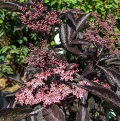 Rotblättriger Holunder `Black Beauty´ Sambucus Nigra `Black Beauty´ 8 Rotblättriger Holunder `Black Beauty´ Sambucus Nigra `Black Beauty´ -Pflanzenhof Black Beauty1