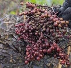 Holunder Black Lace ® Sambucus Nigra `Black Lace´ 11 Holunder Black Lace ® Sambucus Nigra `Black Lace´ -Pflanzenhof Black Lace Furcht